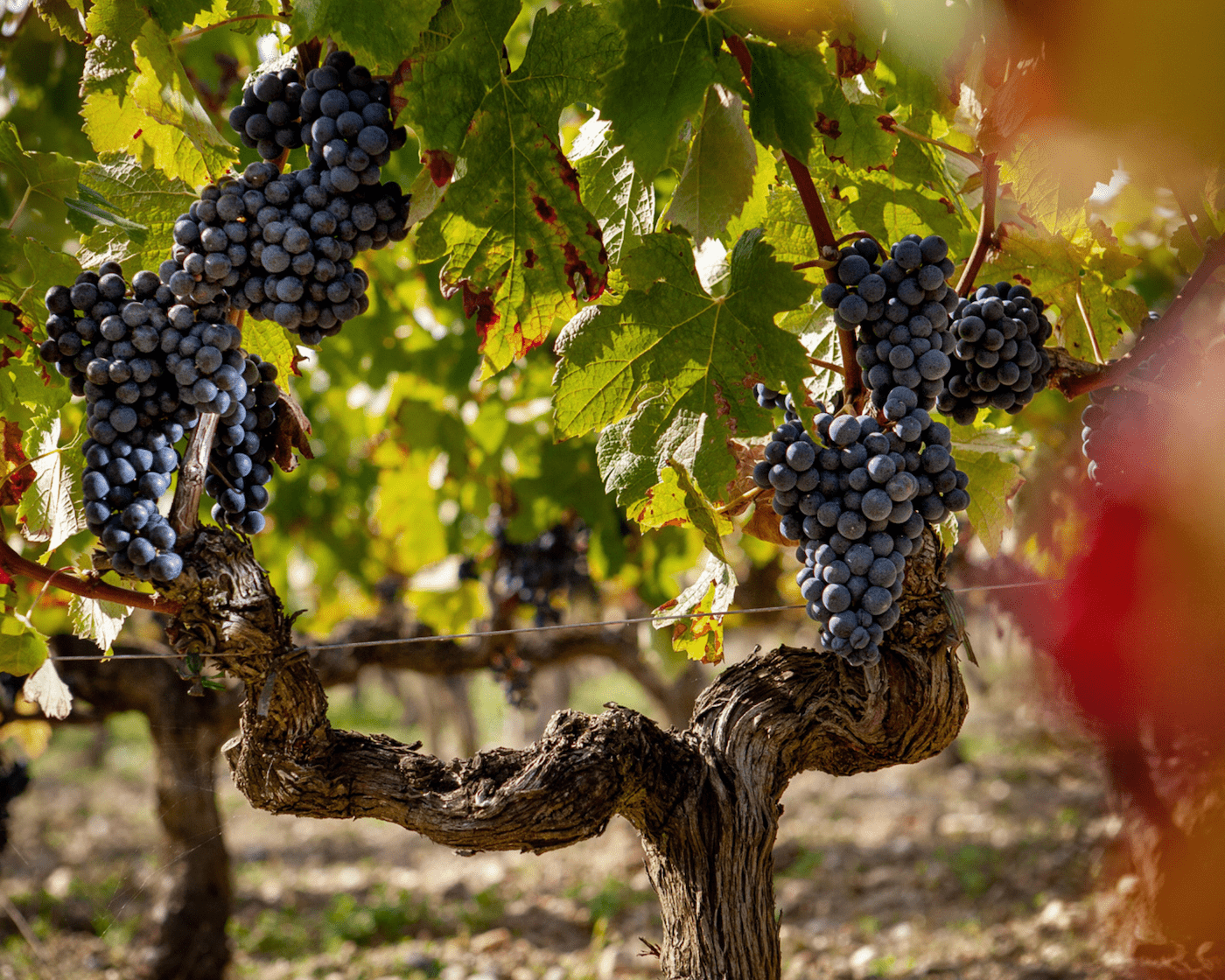 Bordeaux, vins de Pessac & Entre-deux-Mers 6