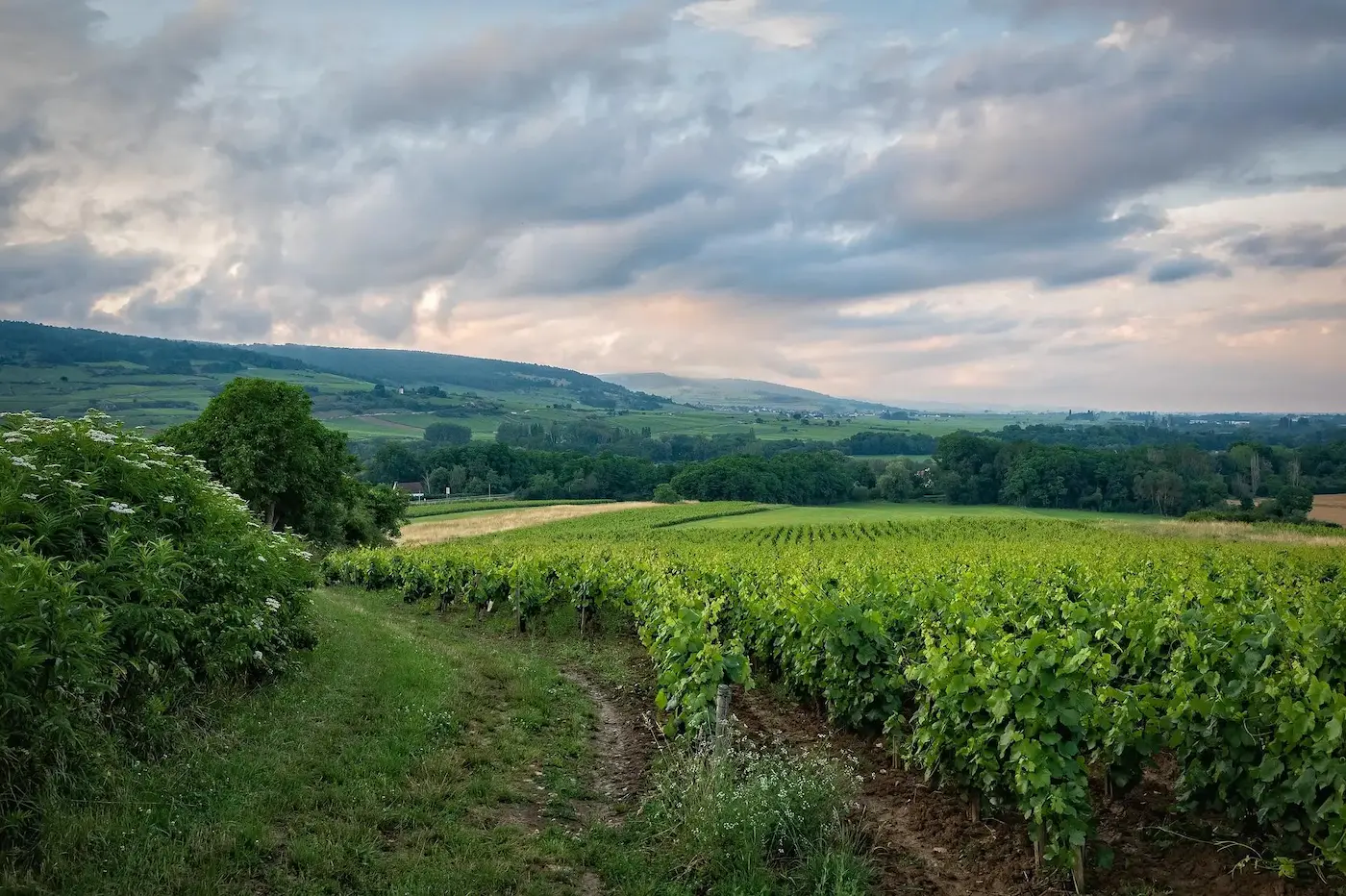 Bourgogne à Vélo, Dijon & Beaune 12
