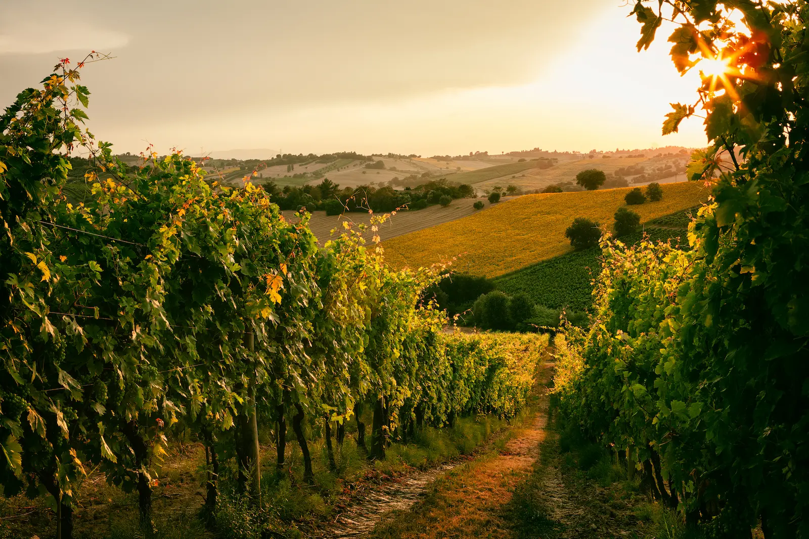 Vignoble